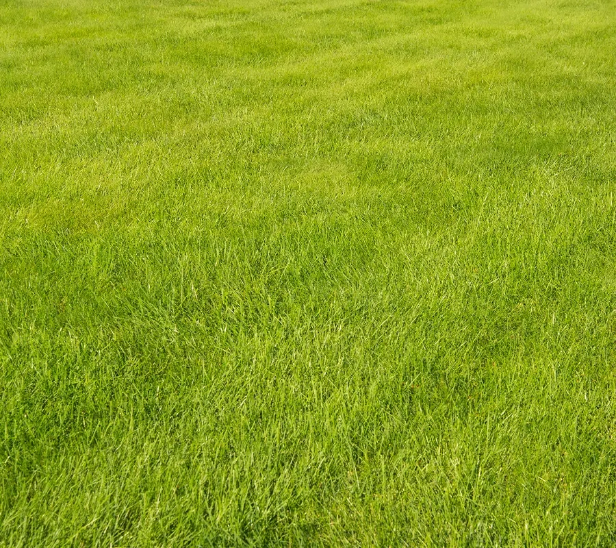 Thick Green Lawn Care Surrey